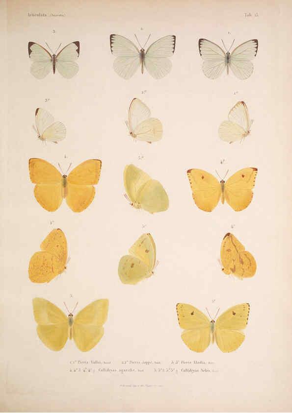 Reproducción/Reproduction 5984243147: Histoire physique, politique et naturelle de l'ile de Cuba: Atlas:Insects Paris :A. Bertrand,1838-1857