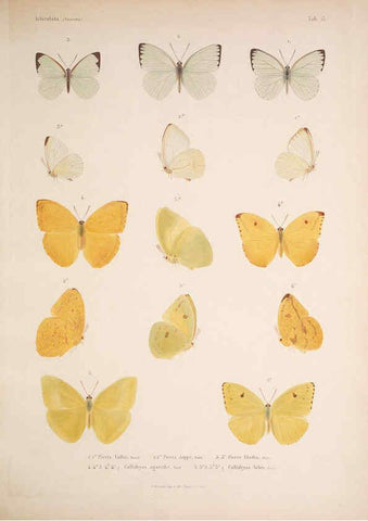 Reproducción/Reproduction 5984243147: Histoire physique, politique et naturelle de l'ile de Cuba: Atlas:Insects Paris :A. Bertrand,1838-1857