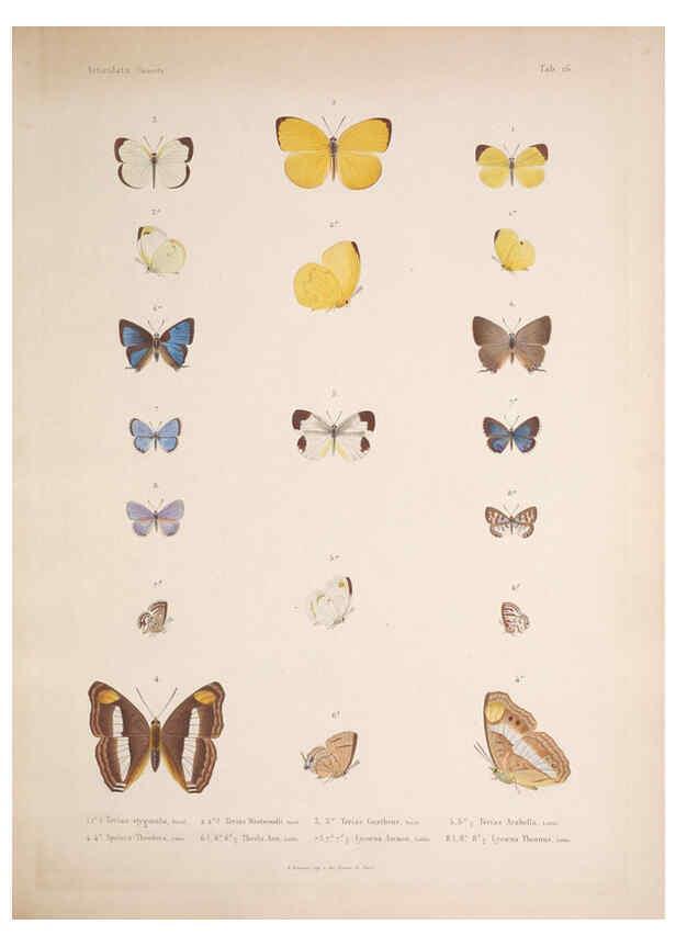 Reproducción/Reproduction 5984243487: Histoire physique, politique et naturelle de l'ile de Cuba: Atlas:Insects Paris :A. Bertrand,1838-1857