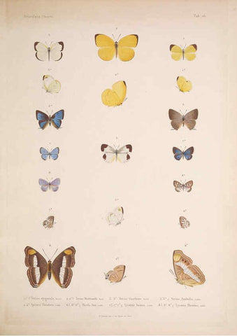 Reproducción/Reproduction 5984243487: Histoire physique, politique et naturelle de l'ile de Cuba: Atlas:Insects Paris :A. Bertrand,1838-1857
