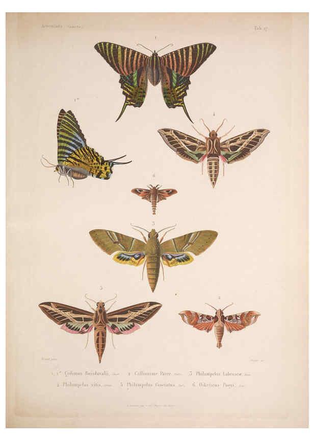 Reproducción/Reproduction 5984243801: Histoire physique, politique et naturelle de l'ile de Cuba: Atlas:Insects Paris :A. Bertrand,1838-1857