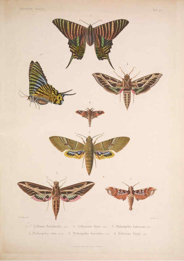 Reproducción/Reproduction 5984243801: Histoire physique, politique et naturelle de l'ile de Cuba: Atlas:Insects Paris :A. Bertrand,1838-1857
