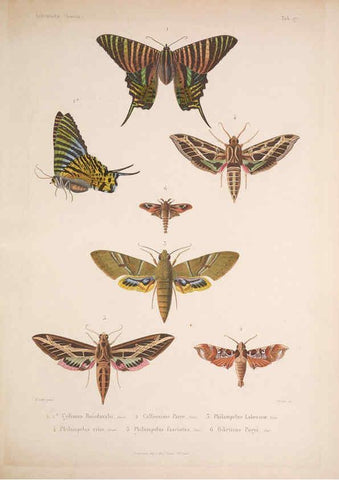 Reproducción/Reproduction 5984243801: Histoire physique, politique et naturelle de l'ile de Cuba: Atlas:Insects Paris :A. Bertrand,1838-1857
