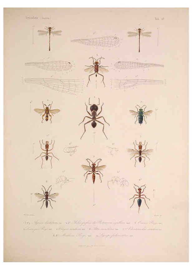 Reproducción/Reproduction 5984806736: Histoire physique, politique et naturelle de l'ile de Cuba: Atlas:Insects Paris :A. Bertrand,1838-1857