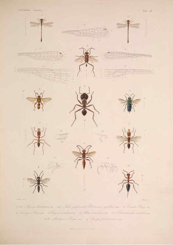 Reproducción/Reproduction 5984806736: Histoire physique, politique et naturelle de l'ile de Cuba: Atlas:Insects Paris :A. Bertrand,1838-1857