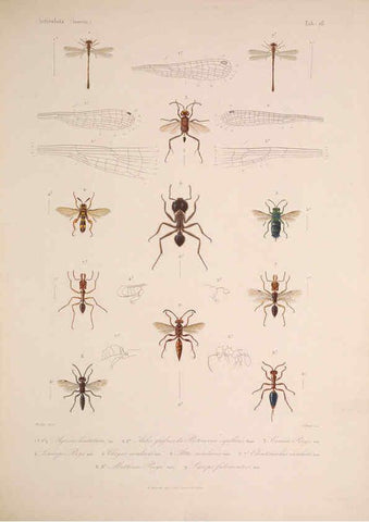 Reproducción/Reproduction 5984806736: Histoire physique, politique et naturelle de l'ile de Cuba: Atlas:Insects Paris :A. Bertrand,1838-1857