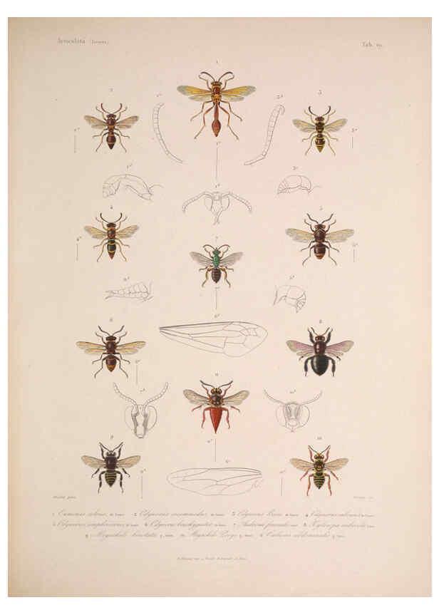Reproducción/Reproduction 5984807094: Histoire physique, politique et naturelle de l'ile de Cuba: Atlas:Insects Paris :A. Bertrand,1838-1857