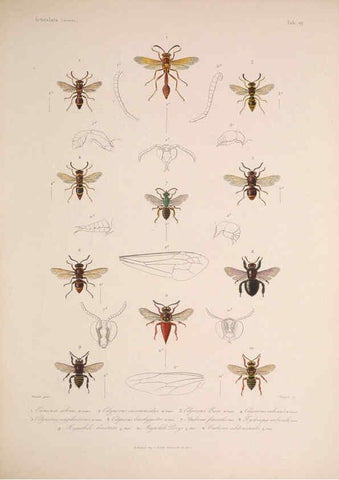 Reproducción/Reproduction 5984807094: Histoire physique, politique et naturelle de l'ile de Cuba: Atlas:Insects Paris :A. Bertrand,1838-1857