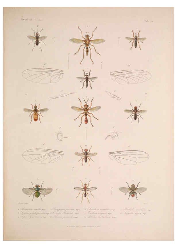 Reproducción/Reproduction 5984244615: Histoire physique, politique et naturelle de l'ile de Cuba: Atlas:Insects Paris :A. Bertrand,1838-1857