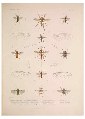Reproducción/Reproduction 5984244615: Histoire physique, politique et naturelle de l'ile de Cuba: Atlas:Insects Paris :A. Bertrand,1838-1857