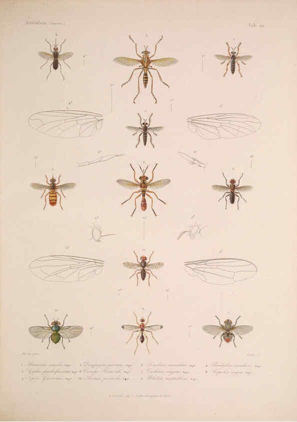 Reproducción/Reproduction 5984244615: Histoire physique, politique et naturelle de l'ile de Cuba: Atlas:Insects Paris :A. Bertrand,1838-1857