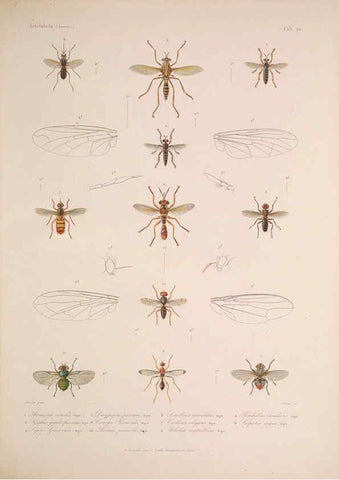 Reproducción/Reproduction 5984244615: Histoire physique, politique et naturelle de l'ile de Cuba: Atlas:Insects Paris :A. Bertrand,1838-1857