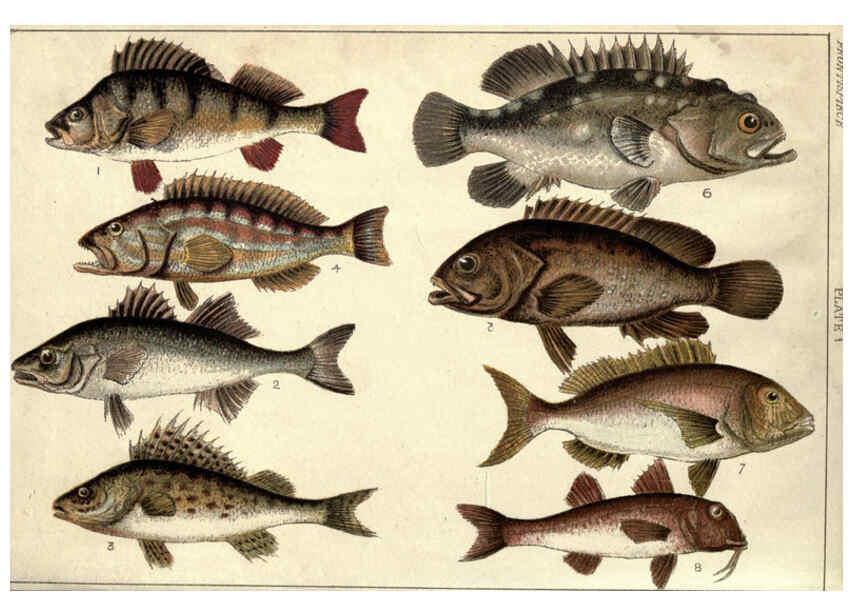 Reproducción/Reproduction 5985046516: Our country's fishes and how to know them London :Simpkin, Hamilton, Kent & Co.,[1902] 