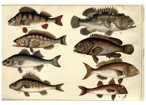 Reproducción/Reproduction 5985046516: Our country's fishes and how to know them London :Simpkin, Hamilton, Kent & Co.,[1902] 