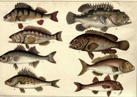 Reproducción/Reproduction 5985046516: Our country's fishes and how to know them London :Simpkin, Hamilton, Kent & Co.,[1902] 