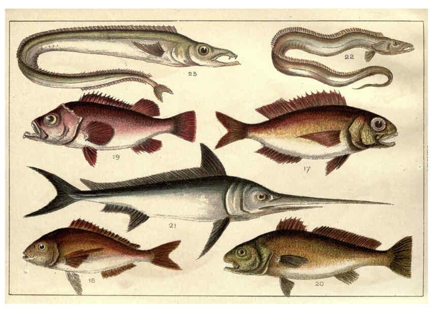 Reproducción/Reproduction 5985047022: Our country's fishes and how to know them London :Simpkin, Hamilton, Kent & Co.,[1902] 