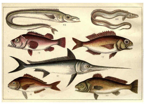 Reproducción/Reproduction 5985047022: Our country's fishes and how to know them London :Simpkin, Hamilton, Kent & Co.,[1902] 