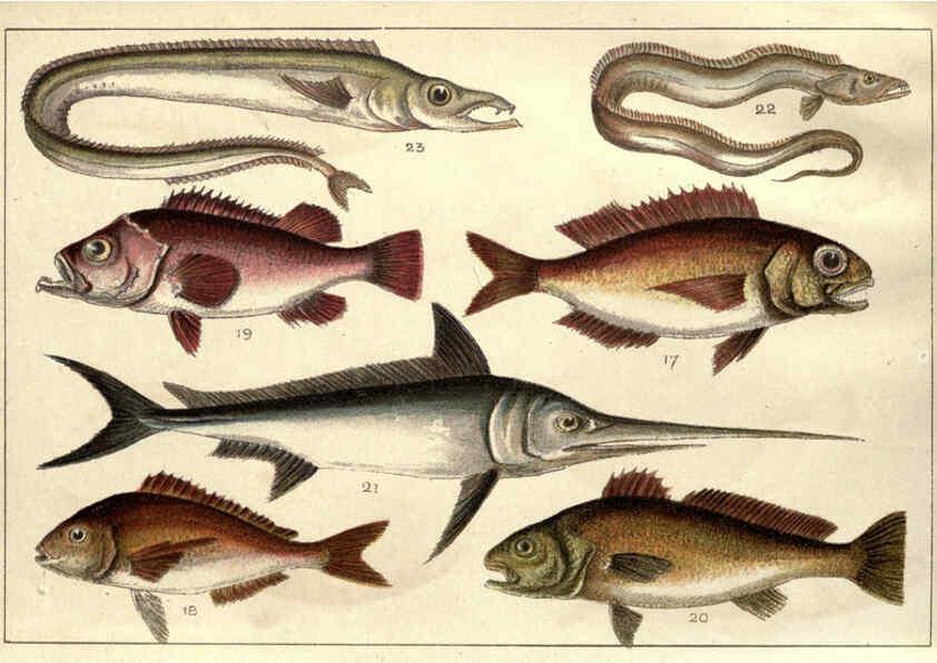 Reproducción/Reproduction 5985047022: Our country's fishes and how to know them London :Simpkin, Hamilton, Kent & Co.,[1902] 