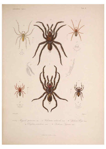 Reproducción/Reproduction 5984240311: Histoire physique, politique et naturelle de l'ile de Cuba: Atlas:Insects Paris :A. Bertrand,1838-1857