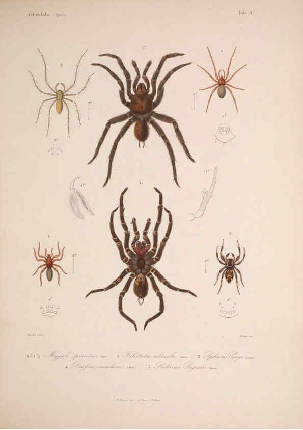 Reproducción/Reproduction 5984240311: Histoire physique, politique et naturelle de l'ile de Cuba: Atlas:Insects Paris :A. Bertrand,1838-1857
