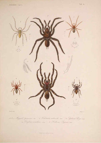 Reproducción/Reproduction 5984240311: Histoire physique, politique et naturelle de l'ile de Cuba: Atlas:Insects Paris :A. Bertrand,1838-1857