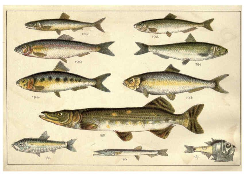 Reproducción/Reproduction 5985052122: Our country's fishes and how to know them London :Simpkin, Hamilton, Kent & Co.,[1902] 