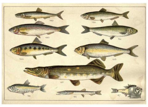 Reproducción/Reproduction 5985052122: Our country's fishes and how to know them London :Simpkin, Hamilton, Kent & Co.,[1902] 