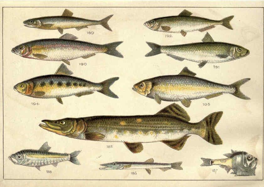 Reproducción/Reproduction 5985052122: Our country's fishes and how to know them London :Simpkin, Hamilton, Kent & Co.,[1902] 