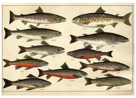 Reproducción/Reproduction 5985052554: Our country's fishes and how to know them London :Simpkin, Hamilton, Kent & Co.,[1902] 
