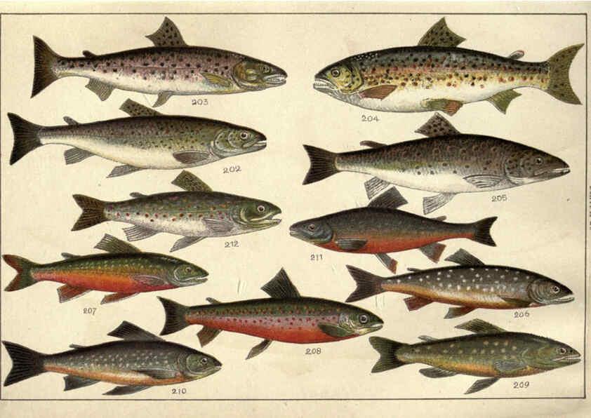 Reproducción/Reproduction 5985052554: Our country's fishes and how to know them London :Simpkin, Hamilton, Kent & Co.,[1902] 