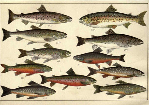 Reproducción/Reproduction 5985052554: Our country's fishes and how to know them London :Simpkin, Hamilton, Kent & Co.,[1902] 