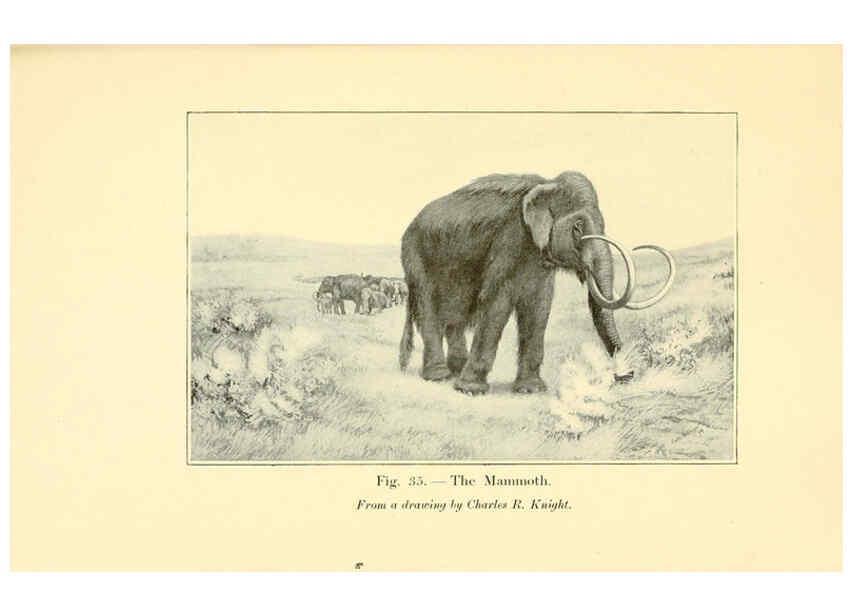 Reproducción/Reproduction 5984593671: Animals of the past New York,McClure, Phillips & Co.,1901