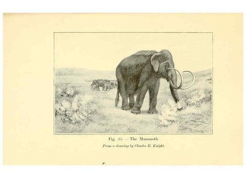 Reproducción/Reproduction 5984593671: Animals of the past New York,McClure, Phillips & Co.,1901