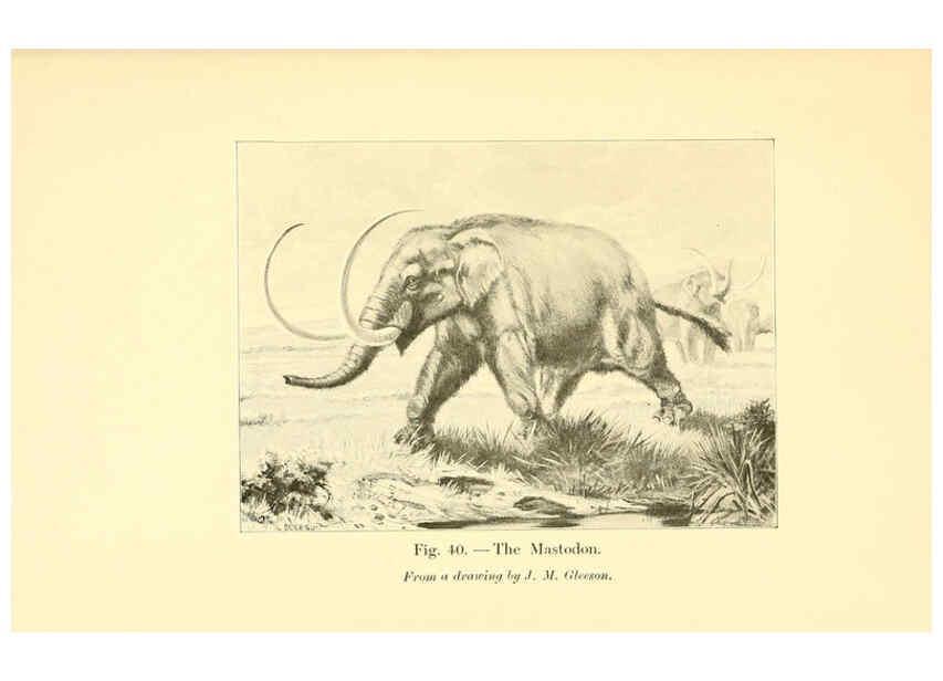 Reproducción/Reproduction 5984594107: Animals of the past New York,McClure, Phillips & Co.,1901
