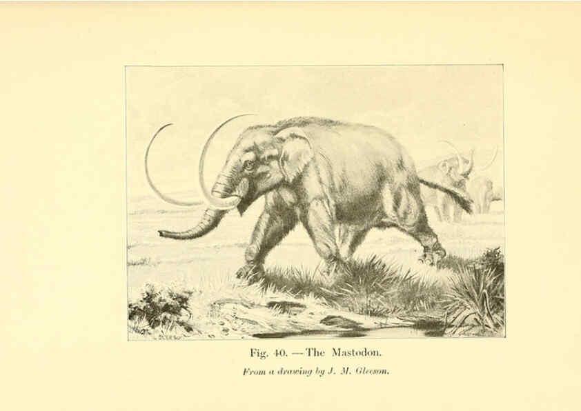 Reproducción/Reproduction 5984594107: Animals of the past New York,McClure, Phillips & Co.,1901