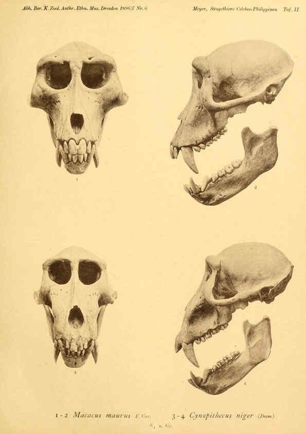 Reproducción/Reproduction 5984628557: Säugethiere vom Celebes- und Philippinen-Archipel, 1-2. Berlin :R. Friedländer & sohn,1896-9