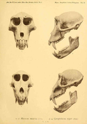 Reproducción/Reproduction 5984628557: Säugethiere vom Celebes- und Philippinen-Archipel, 1-2. Berlin :R. Friedländer & sohn,1896-9