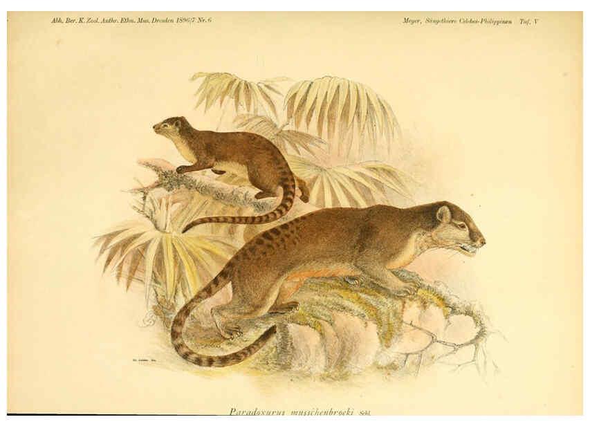 Reproducción/Reproduction 5985192662: Säugethiere vom Celebes- und Philippinen-Archipel, 1-2. Berlin :R. Friedländer & sohn,1896-9