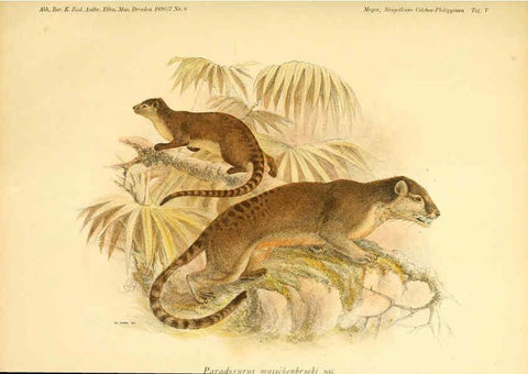 Reproducción/Reproduction 5985192662: Säugethiere vom Celebes- und Philippinen-Archipel, 1-2. Berlin :R. Friedländer & sohn,1896-9