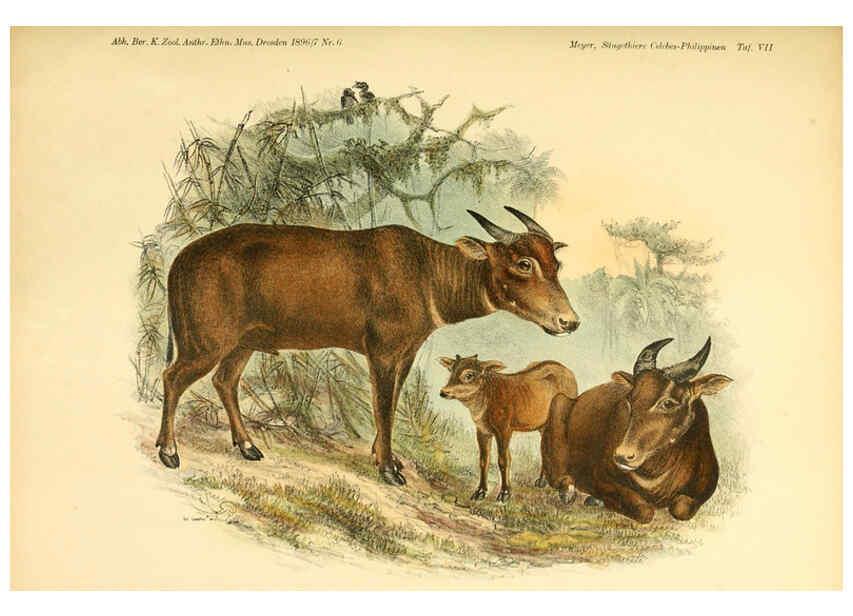 Reproducción/Reproduction 5985193590: Säugethiere vom Celebes- und Philippinen-Archipel, 1-2. Berlin :R. Friedländer & sohn,1896-9