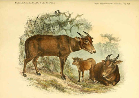 Reproducción/Reproduction 5985193590: Säugethiere vom Celebes- und Philippinen-Archipel, 1-2. Berlin :R. Friedländer & sohn,1896-9
