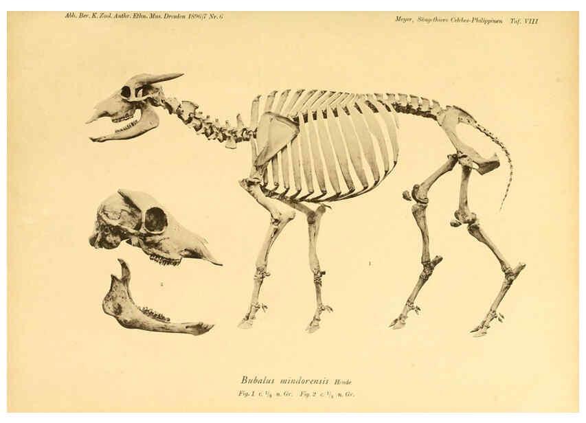 Reproducción/Reproduction 5985193822: Säugethiere vom Celebes- und Philippinen-Archipel, 1-2. Berlin :R. Friedländer & sohn,1896-9