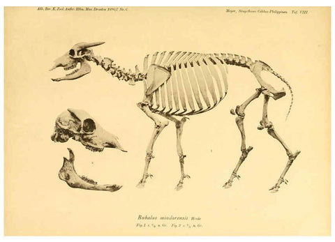 Reproducción/Reproduction 5985193822: Säugethiere vom Celebes- und Philippinen-Archipel, 1-2. Berlin :R. Friedländer & sohn,1896-9