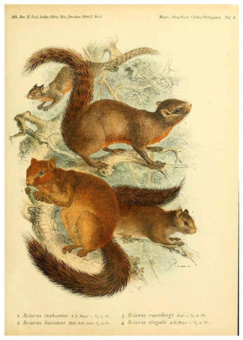 Reproducción/Reproduction 5984631111: Säugethiere vom Celebes- und Philippinen-Archipel, 1-2. Berlin :R. Friedländer & sohn,1896-9