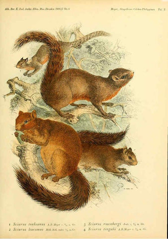 Reproducción/Reproduction 5984631111: Säugethiere vom Celebes- und Philippinen-Archipel, 1-2. Berlin :R. Friedländer & sohn,1896-9