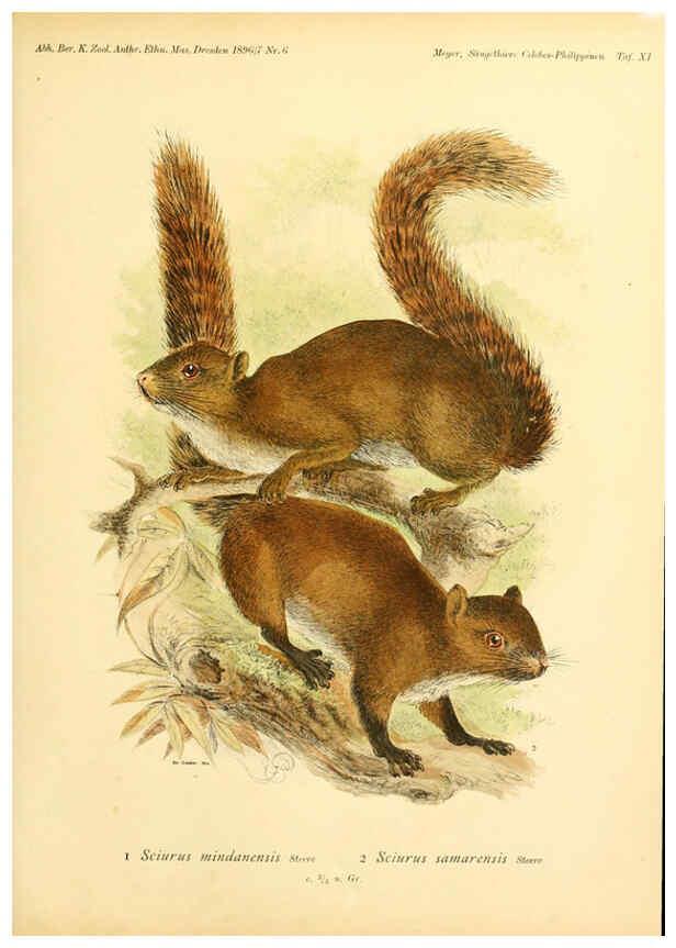 Reproducción/Reproduction 5984631425: Säugethiere vom Celebes- und Philippinen-Archipel, 1-2. Berlin :R. Friedländer & sohn,1896-9
