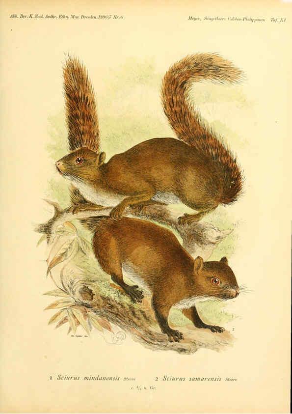 Reproducción/Reproduction 5984631425: Säugethiere vom Celebes- und Philippinen-Archipel, 1-2. Berlin :R. Friedländer & sohn,1896-9