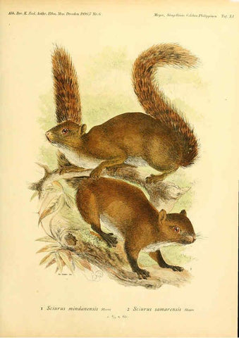 Reproducción/Reproduction 5984631425: Säugethiere vom Celebes- und Philippinen-Archipel, 1-2. Berlin :R. Friedländer & sohn,1896-9