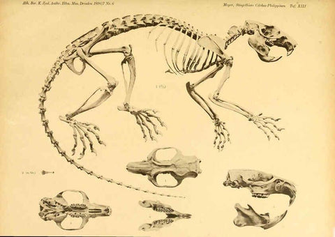 Reproducción/Reproduction 5984631851: Säugethiere vom Celebes- und Philippinen-Archipel, 1-2. Berlin :R. Friedländer & sohn,1896-9