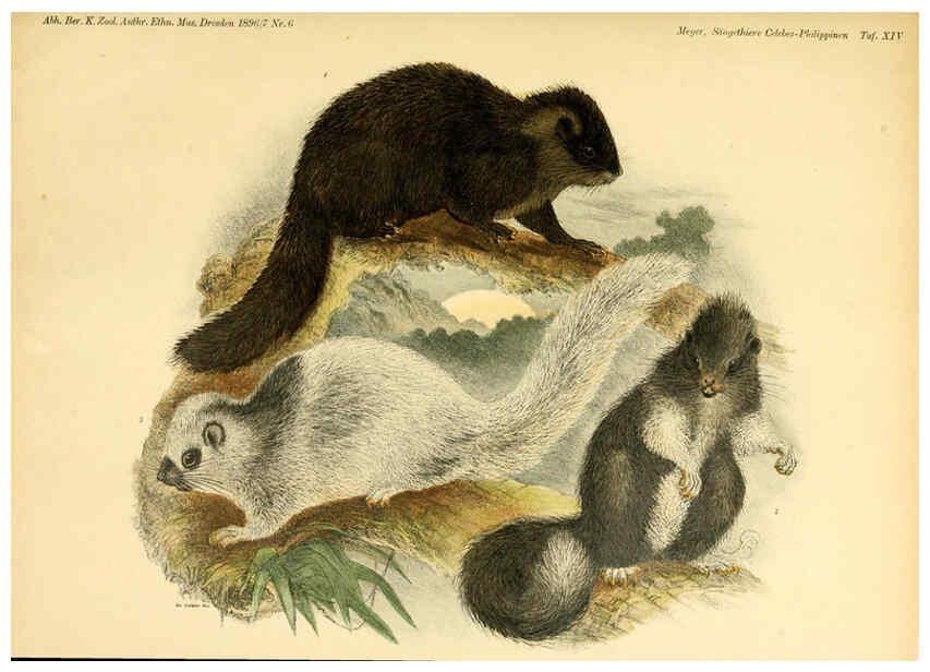 Reproducción/Reproduction 5984632225: Säugethiere vom Celebes- und Philippinen-Archipel, 1-2. Berlin :R. Friedländer & sohn,1896-9